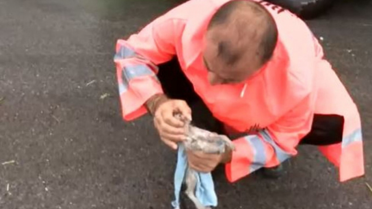 Illustration : "(Vidéo) Un employé municipal sauve la vie d’un chaton en lui faisant du bouche-à-bouche"