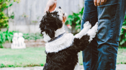 Illustration : Un homme meurt électrocuté en tentant de sauver son chien !