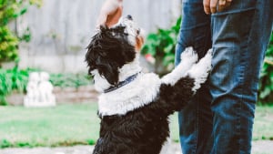 Illustration : Un homme meurt électrocuté en tentant de sauver son chien !