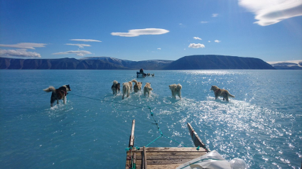 Illustration : Au Groenland, des chiens de traîneaux évoluent…sur l’eau !