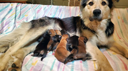 Illustration : Une mère et ses 9 chiots abandonnés dans une boîte !