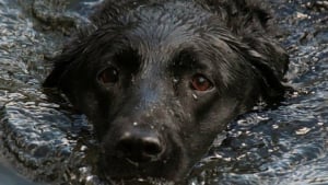 Illustration : Comment assurer la sécurité de son chien pendant une inondation ?