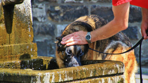 Illustration : Le guide pratique pour protéger votre chien de la canicule