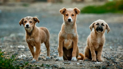 Illustration : 33 ans après, les chiens de Tchernobyl vivent et survivent en meute ! 