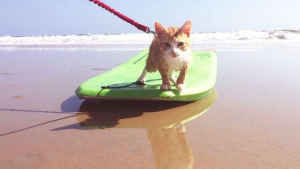 Illustration : Ce chat hyperactif devient le pro du bodyboard et participe à rendre les autres heureux