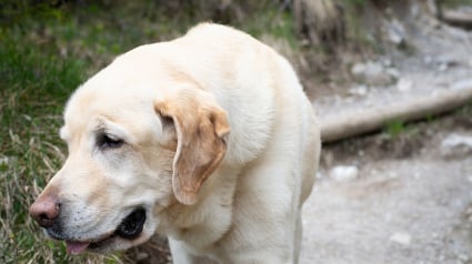 Illustration : Jugé pour avoir affamé et assoiffé ses 2 Labradors, gardés dans un petit cabanon