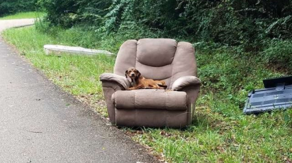 Illustration : Abandonné sur une route, ce chiot, installé sur un vieux fauteuil, attendait son propriétaire…