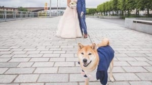 Illustration : 17 photos de mariage où les chiens se sont débrouillés pour être au premier plan