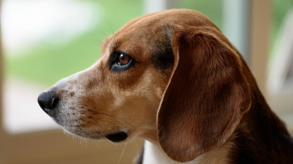 Illustration : Selon cette étude, les chiens sont fiables à 97% quand il s'agit de dépister le cancer du poumon !