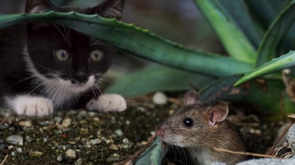 Illustration : Il invente une chatière qui ne laisse pas entrer son chat s’il a une proie en bouche