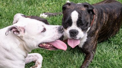 Illustration : Deux personnes attaqués et gravement mordues par 8 chiens !