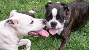 Illustration : Deux personnes attaqués et gravement mordues par 8 chiens !