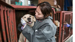 Illustration : Plus de 80 chiens sauvés de l’abattoir, un marché de viande canine fermé