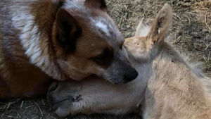 Illustration : Un chien se prend d’affection pour un poulain orphelin