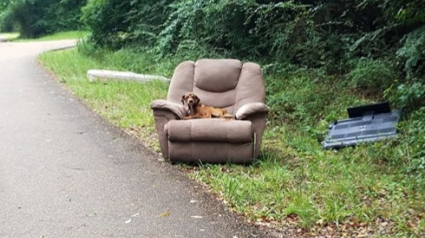 Illustration : Abandonné avec les meubles, ce chien attendait désespérément le retour de sa famille