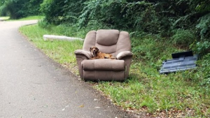 Illustration : Abandonné avec les meubles, ce chien attendait désespérément le retour de sa famille