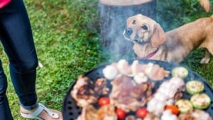 Illustration : 9 conseils pour protéger votre chien des dangers du barbecue