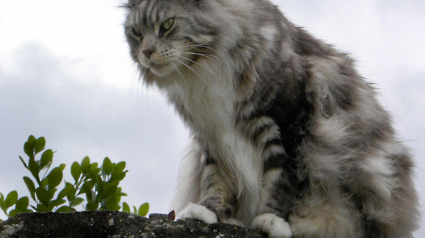 Illustration : Le chat-renard corse est-il une vraie découverte ou avait-il déjà été observé par un Suisse ?