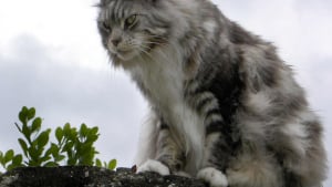 Illustration : Le chat-renard corse est-il une vraie découverte ou avait-il déjà été observé par un Suisse ?