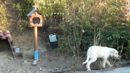 Illustration : Ce chien a décidé de rester sur les lieux de l’accident ayant coûté la vie à son maître