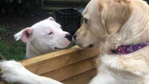 Illustration : Quand 2 chiens voisins tombent littéralement amoureux l’un de l’autre