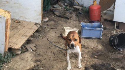 Illustration : Des chiens décharnés et attachés à des chaînes, secourus dans les Pyrénées-Orientales