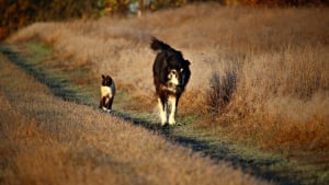 Illustration : Chat, chien, qui est le plus intelligent d’après la science ?