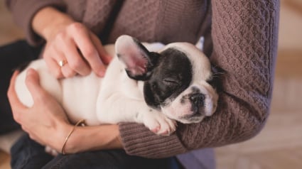 Illustration : Selon une étude, le niveau de stress diminue en caressant les chiens et les chats