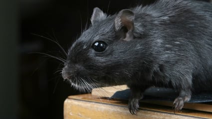 Illustration : Selon une étude, les enfants préfèrent les rats domestiques aux chiens et aux chats !