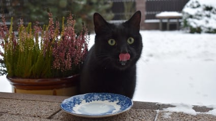 Illustration : La gentillesse des chats à l’égard de leurs maîtres ne serait motivée que par le besoin de nourriture ?