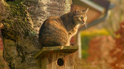 Illustration : Elle voit sa chatte s’enfuir sur une aire d’autoroute, elle la retrouve un mois plus tard !