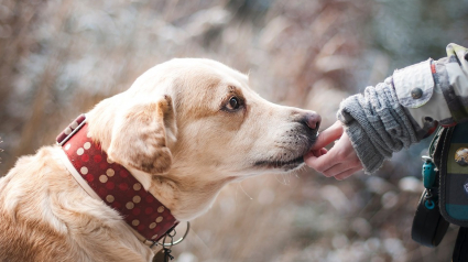 Illustration : Recrudescence de vols de chien, Une augmentation inquiétante ! 