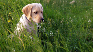 Illustration : Les gendarmes sauvent un Labrador abandonné depuis dix jours dans sa propre maison ! 