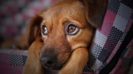 Illustration : Les chiens communiqueraient mieux leur détresse que les chats selon cette étude