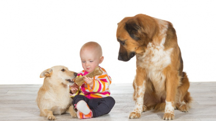 Illustration : Socialement parlant, un chien aurait l'intelligence d'un bébé humain ! 