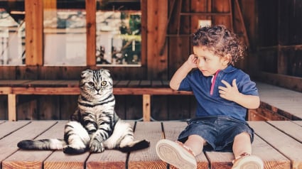 Illustration : Non il n'existe aucun lien entre le fait d’avoir un chat et une quelconque maladie mentale, selon cette étude