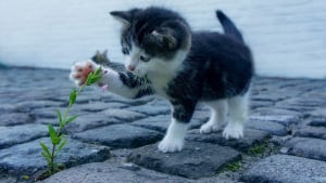 Illustration : Les chats plutôt droitiers ou gauchers ? Cela dépendrait de leur sexe