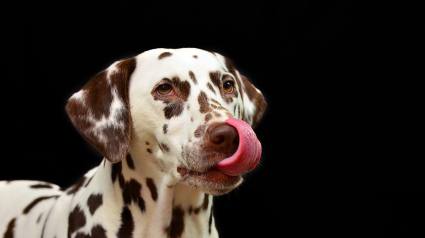 Illustration : Si votre chien se lèche la bouche devant vous, c'est qu'il sent votre négativité, d'après cette étude !