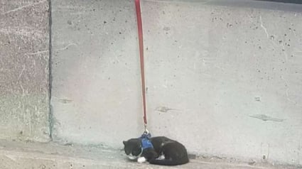 Illustration : Sauvetage d’un chat coincé sur un pont, perché à 90 mètres au-dessus du vide