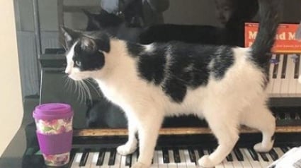 Illustration : Pendant ses cours de piano, un chat a l'art et la manière d'attirer l'attention !