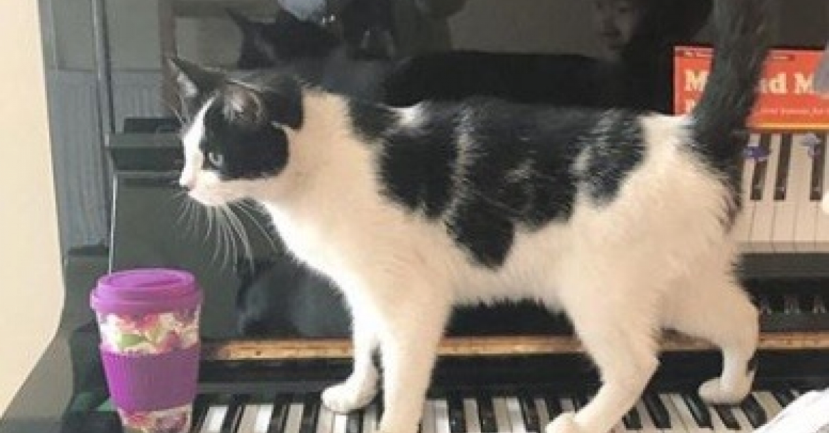 Pendant Ses Cours De Piano Un Chat A L Art Et La Maniere D Attirer L Attention