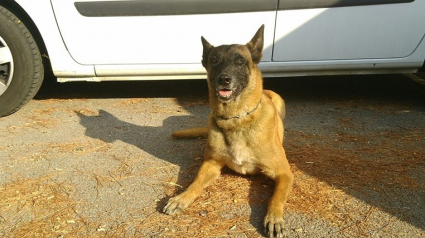 Illustration : Une femme suicidaire sauvée par Gibson, un chien gendarme !