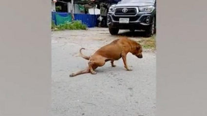 Illustration : Ce chien errant fait semblant d’avoir la patte cassée pour amadouer les passants