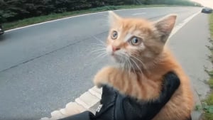 Illustration : (Vidéo) Il sauve la vie d’un chaton, allongé en plein milieu d’une autoroute !