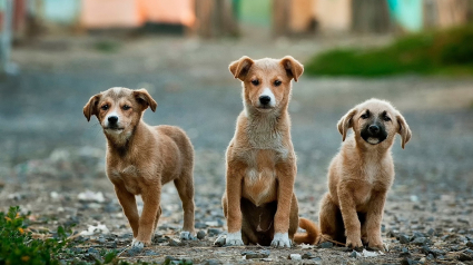 Illustration : Une association porte plainte contre le propriétaire d'une centaine de chien, ils se mangeaient entre eux !