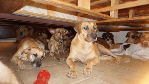 Illustration : Une dame ouvre sa porte à 97 chiens errants après le passage de l’Ouragan Dorian