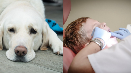 Illustration : Des chiens de thérapie pour les enfants chez le dentiste ? Des chercheurs s’y intéressent