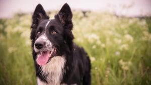 Illustration : Un chasseur tue un chien parce qu’il perturbait le gibier selon lui