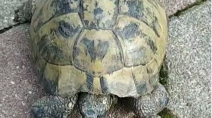 Illustration : Séraphine, une tortue de 60 ans, a disparu du jour au lendemain !