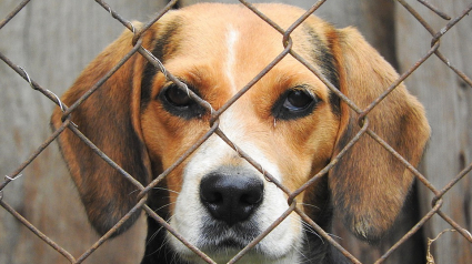 Illustration : Rassemblement pour la fermeture d’un élevage de chiens de laboratoire dans l’Yonne